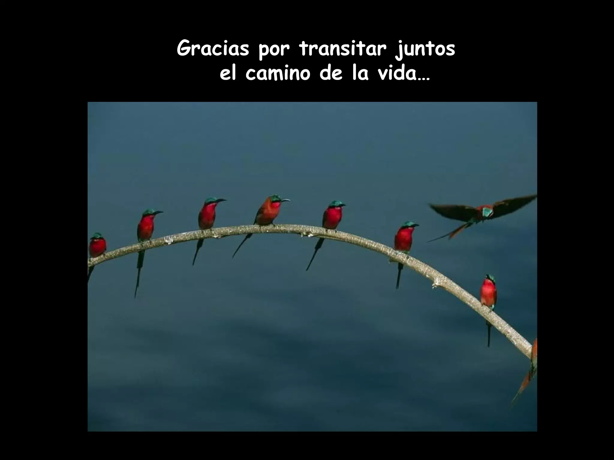 Gracias por transitar juntos
el camino de la vida…
 