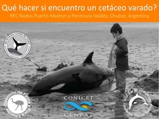 Qué hacer si encuentro un cetáceo varado? 
RFC Nodos Puerto Madryn y Península Valdés, Chubut, Argentina 
 