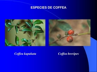 ESPECIES DE COFFEA

Coffea kapakata

Coffea brevipes

 