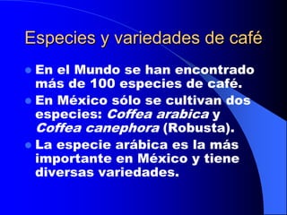 Especies y variedades de café
En el Mundo se han encontrado
más de 100 especies de café.
 En México sólo se cultivan dos
especies: Coffea arabica y
Coffea canephora (Robusta).
 La especie arábica es la más
importante en México y tiene
diversas variedades.


 