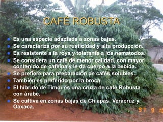 CAFÉ ROBUSTA


Es una especie adaptada a zonas bajas.
 Se caracteriza por su rusticidad y alta producción.
 Es resistente a la roya y tolerante a los nematodos.
 Se considera un café de menor calidad, con mayor
contenido de cafeína y le da cuerpo a la bebida.
 Se prefiere para preparación de cafés solubles.
 También es preferido por la broca.
 El híbrido de Timor es una cruza de café Robusta
con árabe.
 Se cultiva en zonas bajas de Chiapas, Veracruz y
Oaxaca.

 
