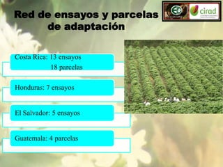 Red de ensayos y parcelas
de adaptación
Costa Rica: 13 ensayos
18 parcelas
Honduras: 7 ensayos

El Salvador: 5 ensayos

Guatemala: 4 parcelas

 