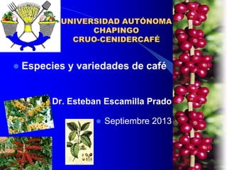 UNIVERSIDAD AUTÓNOMA
CHAPINGO
CRUO-CENIDERCAFÉ



Especies y variedades de café



Dr. Esteban Escamilla Prado


Septiembre 2013

 