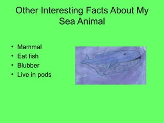 Other Interesting Facts About My Sea Animal Mammal Eat fish Blubber Live in pods 