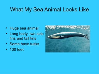 What My Sea Animal Looks Like Huge sea animal Long body, two side fins and tail fins Some have tusks 100 feet 