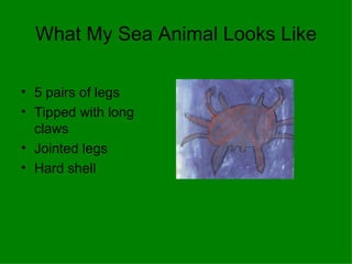 What My Sea Animal Looks Like 5 pairs of legs  Tipped with long claws Jointed legs  Hard shell 