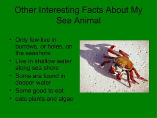 Other Interesting Facts About My Sea Animal Only few live in burrows, or holes, on the seashore Live in shallow water along sea shore Some are found in deeper water Some good to eat eats plants and algae 
