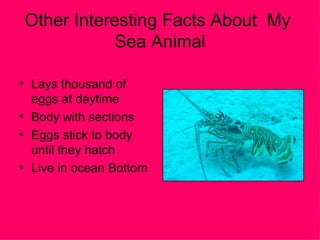 Other Interesting Facts About  My  Sea Animal Lays thousand of eggs at daytime  Body with sections  Eggs stick to body until they hatch Live in ocean Bottom 