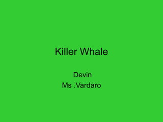Killer Whale Devin Ms .Vardaro 