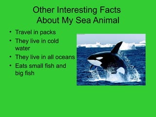 Other Interesting Facts  About My Sea Animal Travel in packs They live in cold water They live in all oceans Eats small fish and big fish 