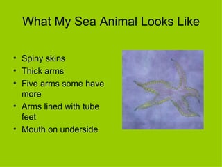 What My Sea Animal Looks Like Spiny skins Thick arms  Five arms some have more Arms lined with tube feet Mouth on underside 