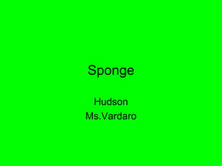 Sponge Hudson Ms.Vardaro 
