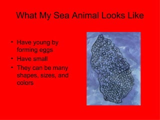 What My Sea Animal Looks Like Have young by forming eggs Have small  They can be many shapes, sizes, and colors 