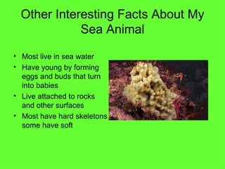 Other Interesting Facts About My Sea Animal Most live in sea water Have young by forming eggs and buds that turn into babies Live attached to rocks and other surfaces Most have hard skeletons some have soft 