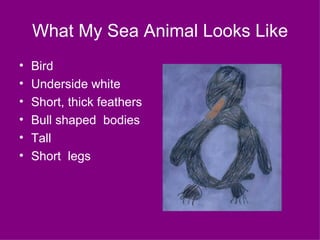 What My Sea Animal Looks Like Bird Underside white Short, thick feathers Bull shaped  bodies Tall Short  legs 