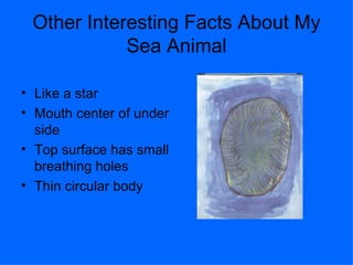 Other Interesting Facts About My Sea Animal Like a star Mouth center of under side Top surface has small breathing holes Thin circular body 
