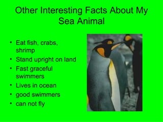 Other Interesting Facts About My Sea Animal Eat fish, crabs, shrimp Stand upright on land Fast graceful swimmers Lives in ocean good swimmers can not fly 