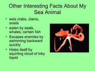 Other Interesting Facts About My Sea Animal eats crabs, clams, snails eaten by seals, whales, certain fish Escapes enemies by swimming backward quickly Hides itself by squirting cloud of inky liquid 
