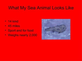 What My Sea Animal Looks Like 14 kind 45 miles Sport and for food Weighs nearly 2,000 