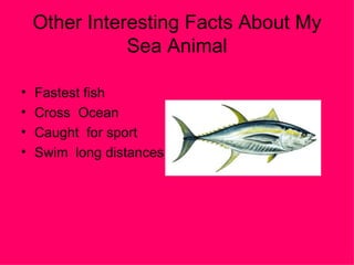 Other Interesting Facts About My Sea Animal Fastest fish Cross  Ocean Caught  for sport Swim  long distances 