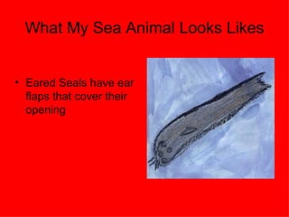 What My Sea Animal Looks Likes Eared Seals have ear flaps that cover their opening 