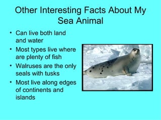 Other Interesting Facts About My Sea Animal Can live both land and water Most types live where are plenty of fish  Walruses are the only seals with tusks Most live along edges of continents and islands 