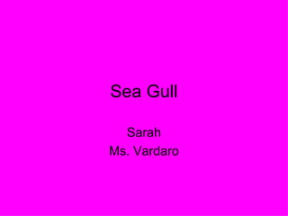 Sea Gull Sarah Ms. Vardaro 