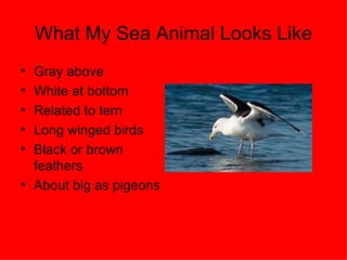 What My Sea Animal Looks Like Gray above White at bottom Related to tern Long winged birds Black or brown feathers About big as pigeons 