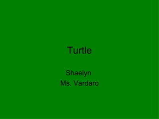 Turtle Shaelyn  Ms. Vardaro 