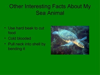 Other Interesting Facts About My Sea Animal Use hard beak to cut food Cold blooded Pull neck into shell by bending it 