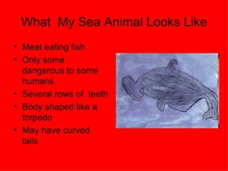 What  My Sea Animal Looks Like Meat eating fish Only some  dangerous to some  humans  Several rows of  teeth Body shaped like a  torpedo May have curved  tails 