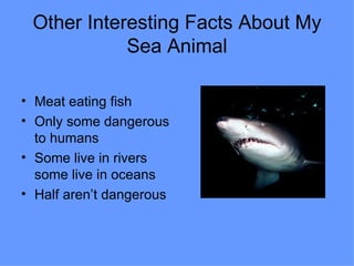 Other Interesting Facts About My Sea Animal Meat eating fish Only some dangerous to humans Some live in rivers some live in oceans  Half aren’t dangerous 
