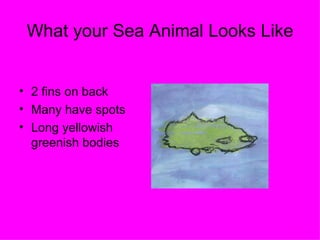 What your Sea Animal Looks Like 2 fins on back Many have spots Long yellowish greenish bodies 