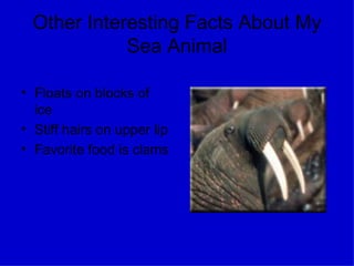 Other Interesting Facts About My Sea Animal Floats on blocks of ice Stiff hairs on upper lip Favorite food is clams 