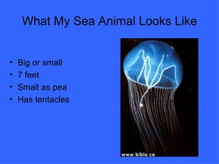 What My Sea Animal Looks Like Big or small 7 feet Small as pea Has tentacles 