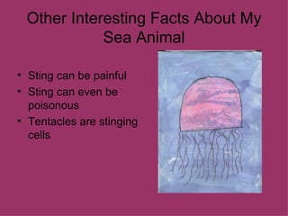 Other Interesting Facts About My Sea Animal Sting can be painful Sting can even be poisonous Tentacles are stinging cells 