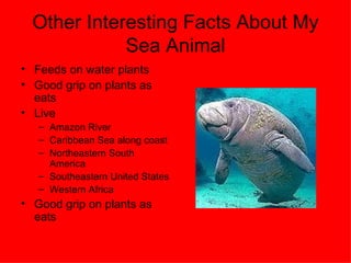 Other Interesting Facts About My Sea Animal Feeds on water plants Good grip on plants as eats Live  Amazon River Caribbean Sea along coast Northeastern South America Southeastern United States Western Africa Good grip on plants as eats 