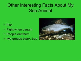 Other Interesting Facts About My Sea Animal Fish Fight when caught People eat them two groups black, true 