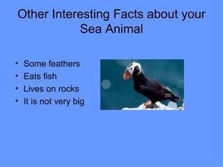 Other Interesting Facts about your Sea Animal Some feathers Eats fish Lives on rocks It is not very big 