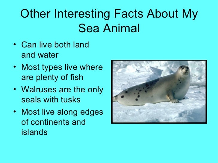 Facts About Ocean Animals