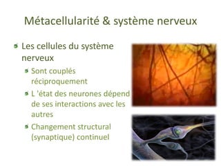 Métacellularité & système nerveux
 