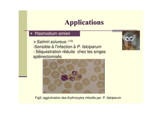 .
  Sa,miri sciureus: (10)
-Sensible l infection P. falciparum
- S questration r duite chez les singes
spl nectomis s




 Fig3: agglutination des rythrocytes infect s par P. falciparum
 