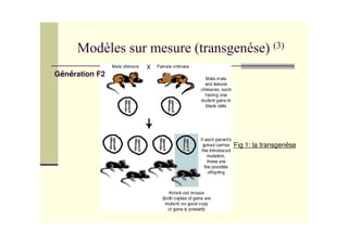G n ration F2




                Fig 1: la transgen se
 