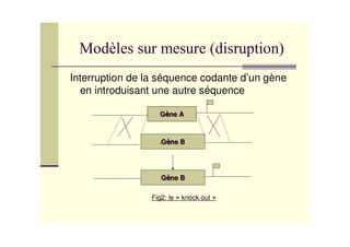 Interruption de la séquence codante d’un gène
  en introduisant une autre séquence

                  G ne A



                   G ne B




                   G ne B

                Fig2: le * knock out +
 