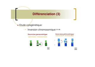 Etude cytogénétique:
Différenciation (3)Différenciation (3)
Inversion chromosomique (11,12)
 