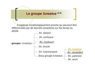 Le groupeLe groupe funestusfunestus (4,5)
9 espèces morphologiquement proche qui peuvent être
différenciées par de discrets caractères sur les larves ou
adulte
An. leesoni
An. confusus
An. rivulorum
An. brucei
Sous groupe funestus
An. fuscivenosus
An. funestus
An. vaneedeni
An. parensis
An. aruni
«groupe» funestus:
 