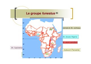 Le groupeLe groupe funestusfunestus (6)
An. fuscivenosus (Zimbabwe)
An. vaneedeni,
nord de l’Afrique du sud
An. rivolurum (Tanzanie)
An. aruni (zanzibar)
An. brucei, Nigeria
A l’est: An. parensis et An. confusus
An.funestus, An. rivolurum, An. leesoni
Large distribution
 