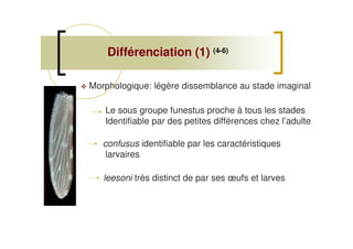 Différenciation (1)Différenciation (1) (4-6)
Morphologique: légère dissemblance au stade imaginal
Le sous groupe funestus proche à tous les stades
Identifiable par des petites différences chez l’adulte
confusus identifiable par les caractéristiques
larvaires
leesoni très distinct de par ses œufs et larves
 