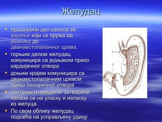 Желудац
 проширени део канала за
  варење који се пружа од
  једњака до
  дванаестопалачног црева.
 горњим делом желудац
  комуницира са једњаком преко
  кардијачног отвора
 доњим крајем комуницира са
  дванаестопалачним цревом
  преко пилоричног отвора
 прстенасти мишиљи затварачи
  налазе се на уласку и изласку
  из желуца.
 По свом облику желудац
  подсећа на усправљену удицу
 