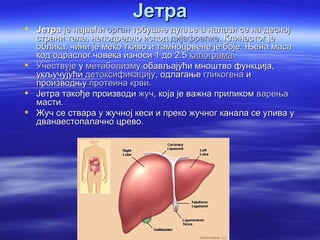 Јетра
 Јетра је највећи орган трбушне дупље а налази се на десној
  страни тела, неподредно испод дијафрагме. Клинастог је
  облика, чини је меко ткиво и тамноцрвене је боје. Њена маса
  код одраслог човека износи 1 до 2.5 килограма.
 Учествује у метаболизму обављајући мноштво функција,
  укључујући детоксификацију, одлагање гликогена и
  производњу протеина крви.
 Јетра такође производи жуч, која је важна приликом варења
  масти.
 Жуч се ствара у жучној кеси и преко жучног канала се улива у
  дванаестопалачно црево.
 